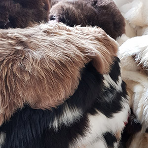 Icelandic schapenvacht multi kleur tapijt groothandel Polen