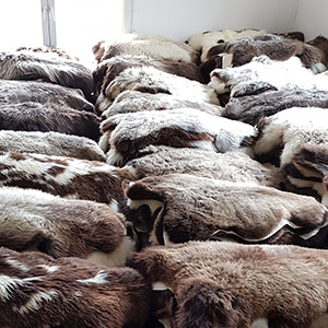 Looierij schapenvachten tapijt groothandel fabrikant Polen